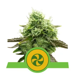 SALE!! Royal Queen Seeds - Sweet ZZ Auto (Sweet Zkittlez Auto)