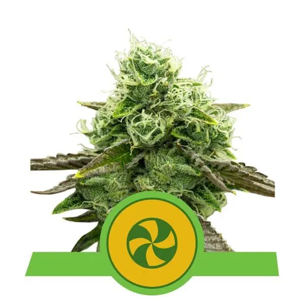 SALE!! Royal Queen Seeds - Sweet ZZ Auto (Sweet Zkittlez Auto)